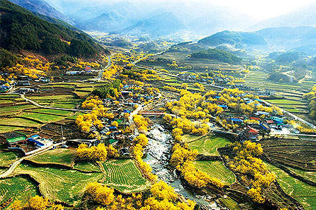 [전북] 남쪽의 방랑시인이 되다. 산수유 봄 꽃길과 완주 공기마을 편백숲  당일