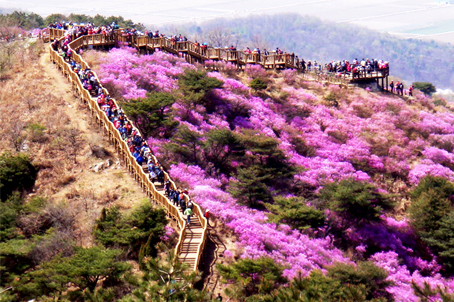 [인천] 연분홍 물결 물들겠다 강화 고려산 진달래꽃 트래킹 당일