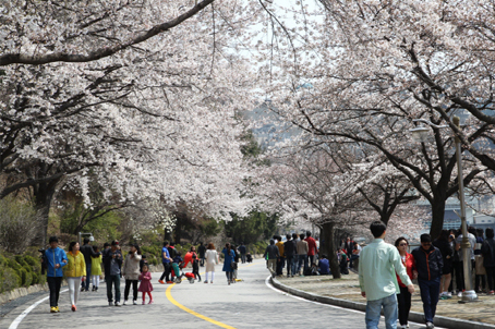 [충북] 호수에 꽃 풀고 뱃놀이 갑니다. 청풍 벚꽃축제와 청풍명월 유람선 봄여행 당일