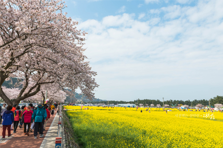 [강원] 노란 꽃바다에 빠지다 - 삼척 맹방 유채꽃축제와 수로부인헌화공원/용골촛대바위 당일