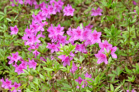 [경북] 리무진버스 - 수달래꽃의 대표명소 청송 주왕산과 주산저수지(중식제공) 당일