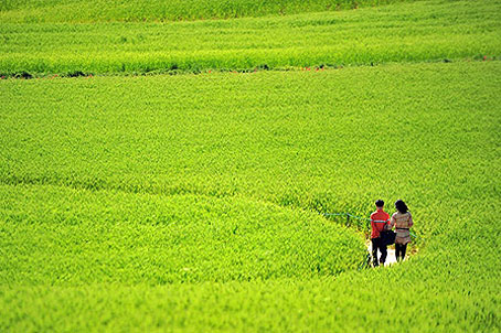[전북] 리무진버스-초록물감에 빠지다.고창 학원농장 청보리밭과 고창읍성(철쭉,소나무,대나무숲) 당일