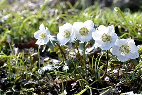 [경기] 누굴 닮아 이리 이쁘노 - 야생화의 천국 풍도 여행 당일