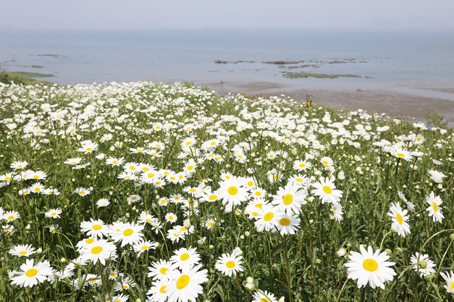[전북] 해안선따라 걷는 환상의 꽃길 변산 마실길 샤스타데이지 (중식제공) 당일