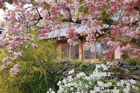 [충남] 서산 개심사 왕벚꽃(개심사가는길)과 해미읍성 여행 당일