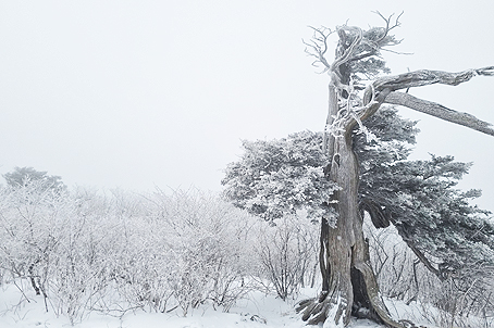 [강원] 리무진버스 - 태백산 눈꽃트래킹 당일