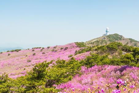 [대구] 리무진버스 - 꽃바다 비슬산 분홍빛 참꽃(진달래) 당일