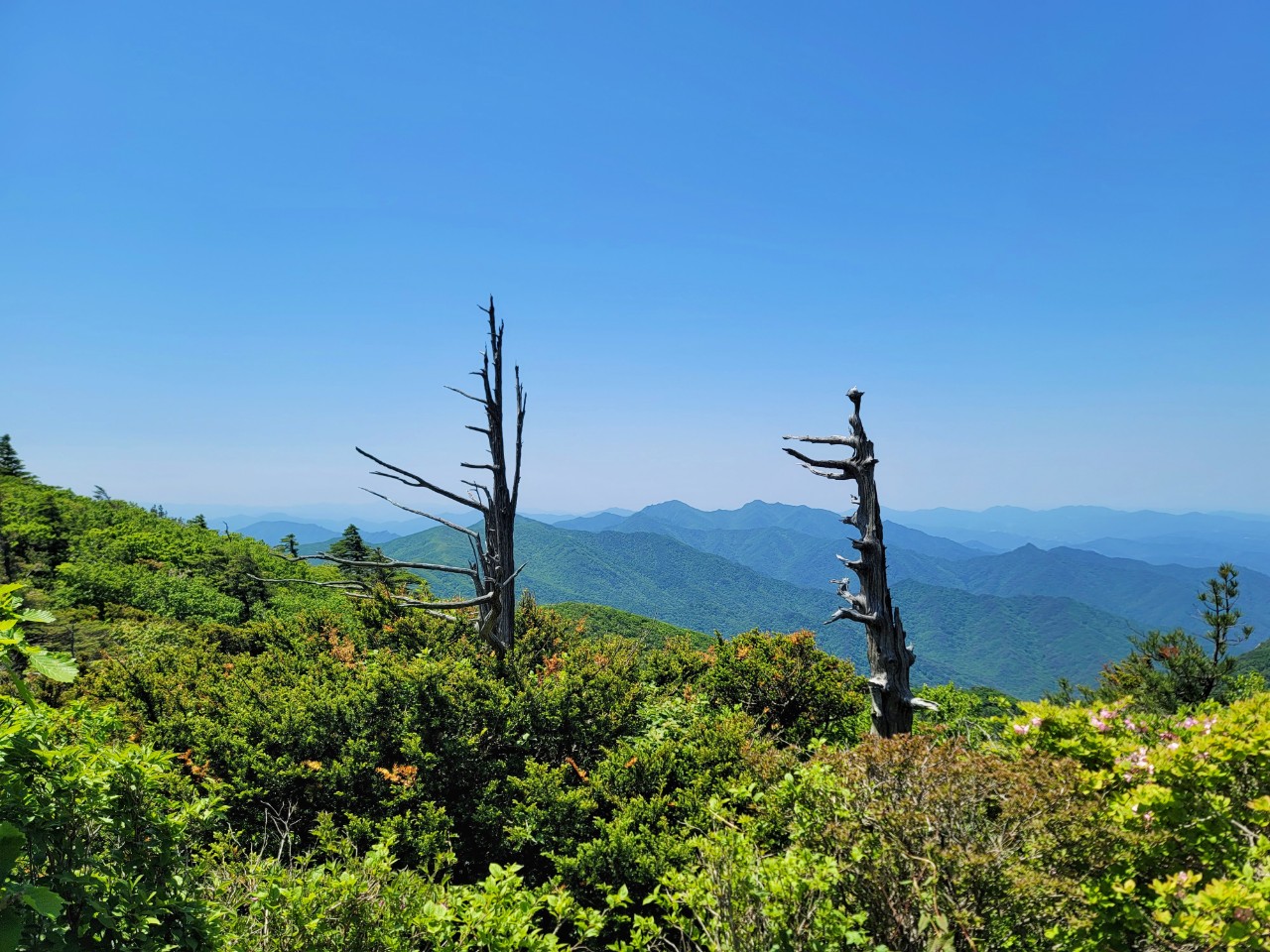 [전북] 리무진버스 - (관광) 무주 덕유산 철쭉(향적봉,중봉-왕복 케이블카) 당일