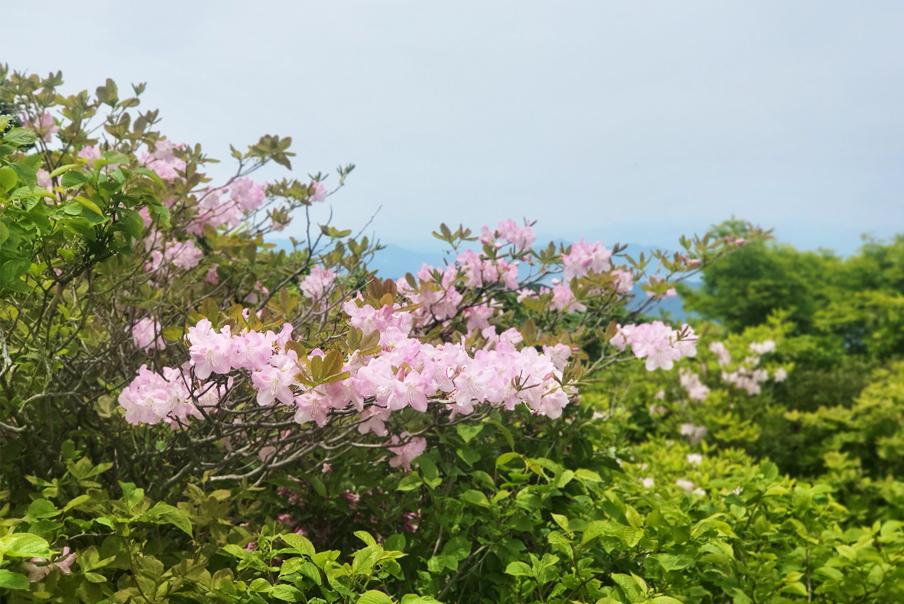 [전남] 리무진버스 - 어머니 처럼 품어주는 지리산의  노고단 철쭉과 야생화 트래킹 당일