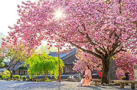 [전남] 리무진버스 - 순천 선암사(겹벚꽃,편백숲)트래킹 당일