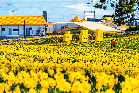 [전남] 리무진버스 - 노란세상. 노란물결 신안 선도 수선화 & 대덕산 트레킹 당일