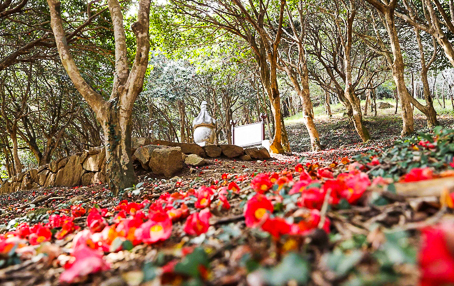 [전남] 리무진버스-문화 답사 일번지 강진여행(강진다원/백운동원림/백련사/다산초당)(중식포함) 당일
