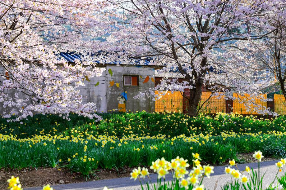 [충남] 홍성 천수만의 보물섬 죽도와 거북이마을(수선화,벚꽃) 읍성  당일