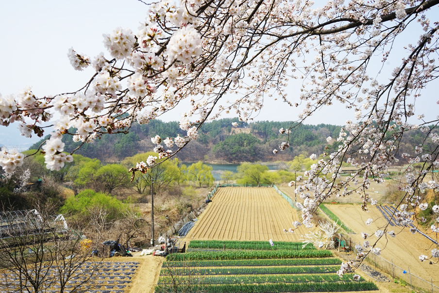 [특가] 우리나라에서 제일 긴 벚꽃 길  대청호 벚꽃길과 장태산 자연휴양림 당일