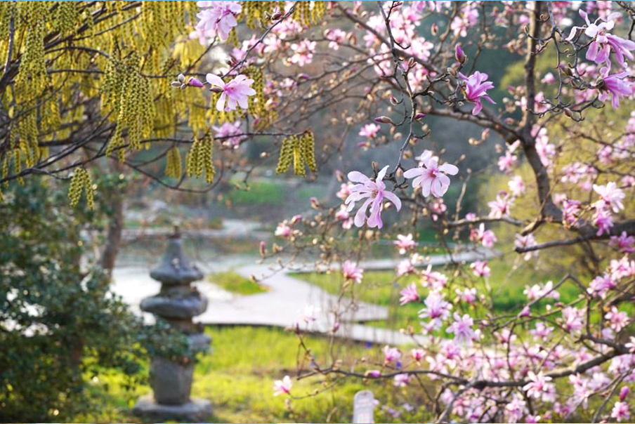 [충남]  리무진버스-소복소복 태안 천리포수목원 목련축제(신두리,해안사구,만리포 뭍닭섬 산책) 당일