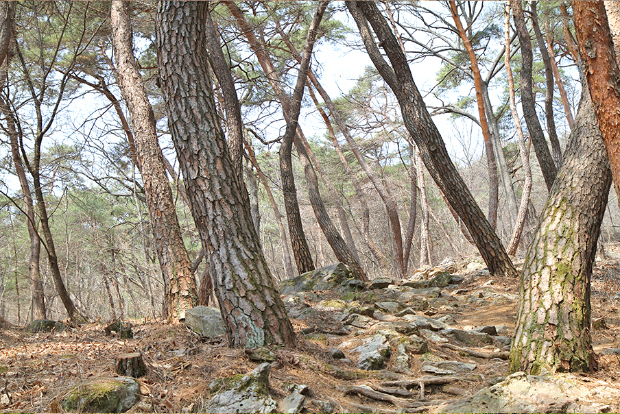 [공주지원] 공주  마곡사 솔바람길에서 노래하다 (김구 명상길) 트래킹/공산성 (중식제공) 당일