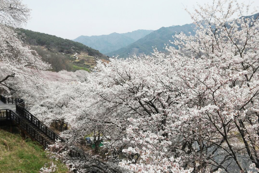 [경남] 흐드러진 벚꽃길 따라 걸어요 - 하동 쌍계사 십리벚꽃길/화개장터/최참판댁 당일