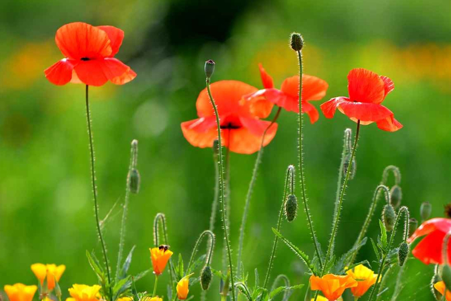 [강원] 꽃길만 걸으소서-원주 용수골양귀비꽃 여행. 여주 신륵사와 영릉 (세종대왕릉) 당일