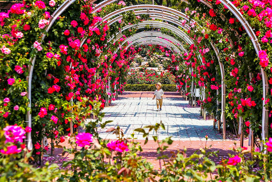 [강원] 바다와 장미의 조화 삼척 장미축제와 수로부인헌화공원/용골촛대바위 당일