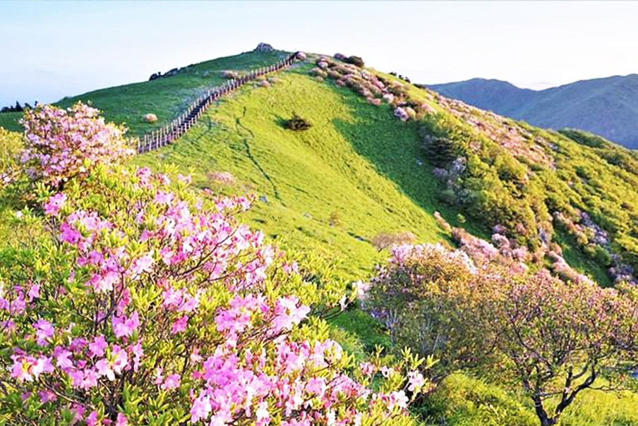 [충북] 단양 소백산 정상 철쭉꽃(초급-어의곡-천동동굴) 트래킹 당일