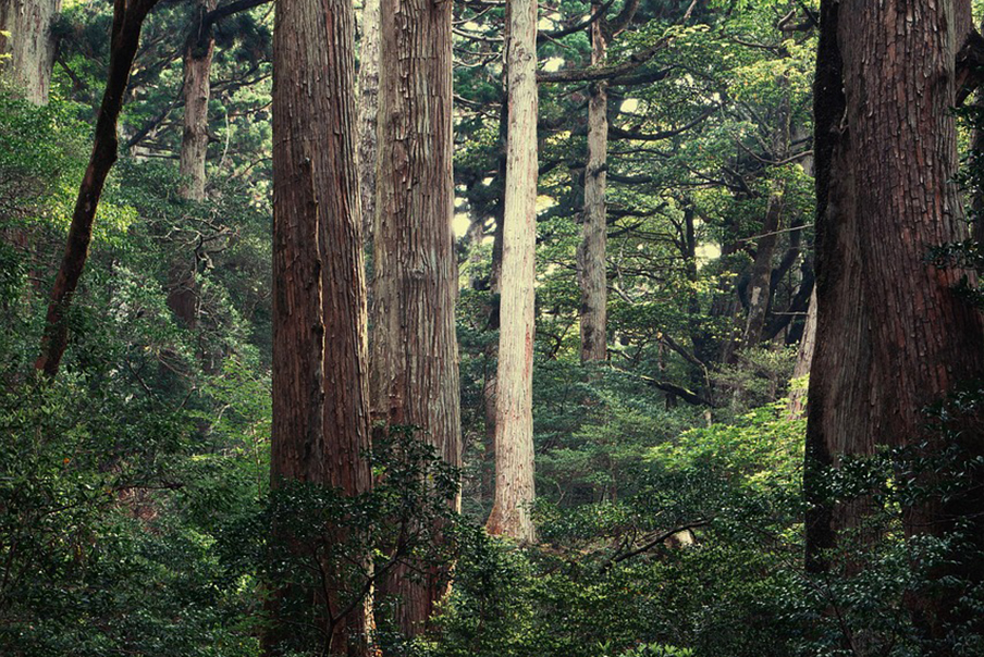 [해바라기 안내] 요정들의 숲 원령공주의 무대 야쿠시마 트레킹 4박5일