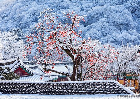 [전남] 리무진버스 - 겨울 최고의 No.1 명소 내장산 환상 눈꽃 설경(산채한정식 1인 32,000원 제공) 당일