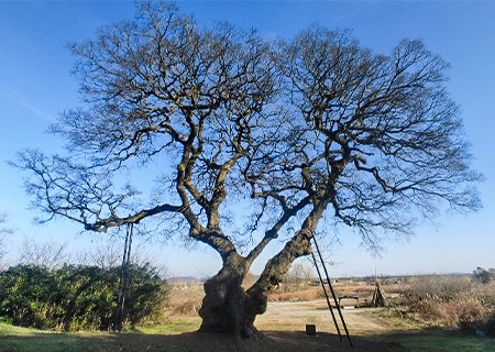 [전북] 황석영작가의 〈할매〉 무대-군산 600년된 팽나무/근대화거리 (초원사진관 등)/이성당빵집/은파호수공원 당일