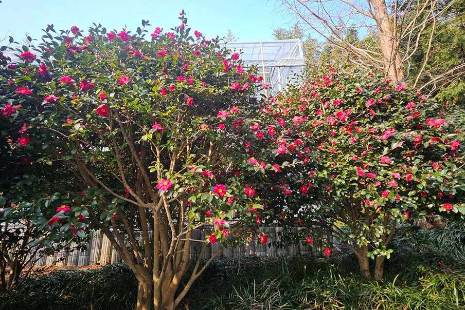 [출발확정] 리무진버스 - 신안 붉은 애기동백 가득한 신안 1004섬분재정원 겨울꽃축제와 퍼플섬여행(떡갈비정식) 당일