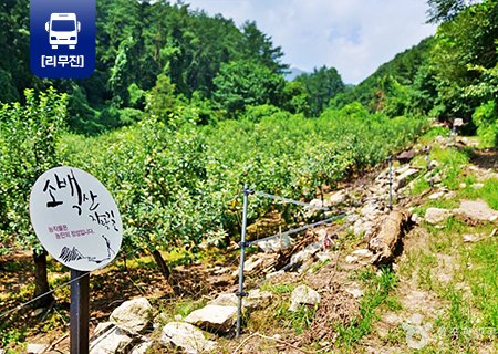 [30주년 사은행사] 리무진버스 - 소백산 자락길3코스(죽령옛길) 트래킹/소수서원 (중식제공) 당일