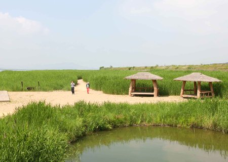 [충남] 볼거리와 먹거리의 조화-서천 동백꽃 주꾸미축제/신성리 갈대밭(제공식:쭈꾸미볶음밥 제공)  당일