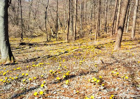 [경북] 사진작가들이 숨겨놓은 보물 - 복수초 최대 군락지 칠곡 가산산성 트래킹(중식제공) 당일