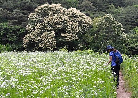 [특가] 리무진버스-나이들어 험한코스는 싫고 여기가 딱입니다. 인제 소양강 둘레길 1코스와 자작나무 숲 (중식제공) 당일