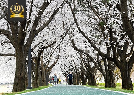 [30주년 사은행사] 5성급 벚꽃 산책 상주 경천섬공원과 북천 벚꽃 (버섯전골 제공) 당일