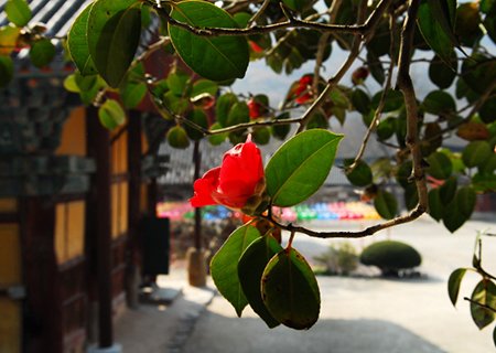 [전북] 리무진버스-풍천장어, 동백꽃 벚꽃 그리고 고창 선운산 정상 트래킹  당일