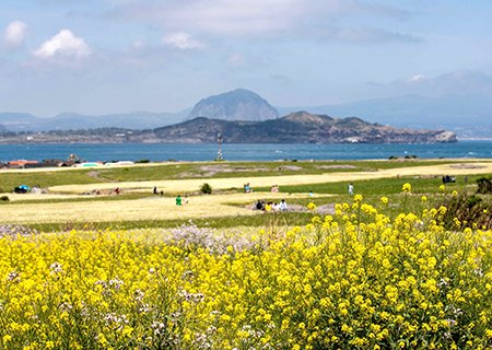 [제주올레길] 해바라기와 함께하는 가파도 올레길 청보리밭 힐링(10-1코스)