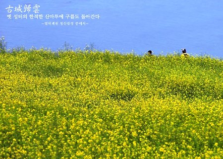 [전남] 리무진버스 - 유채꽃 피어나는 청산도로 떠나는 힐링투어 무박