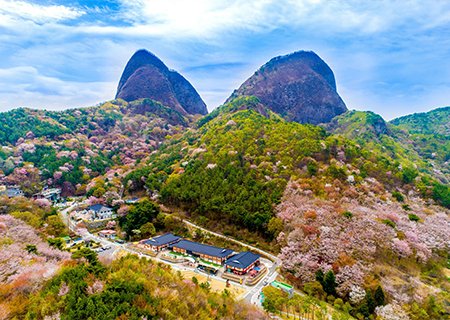 [전북] 리무진버스 - 진안 마이산 벚꽃과  부귀메타세쿼이아길/대아수목원 당일