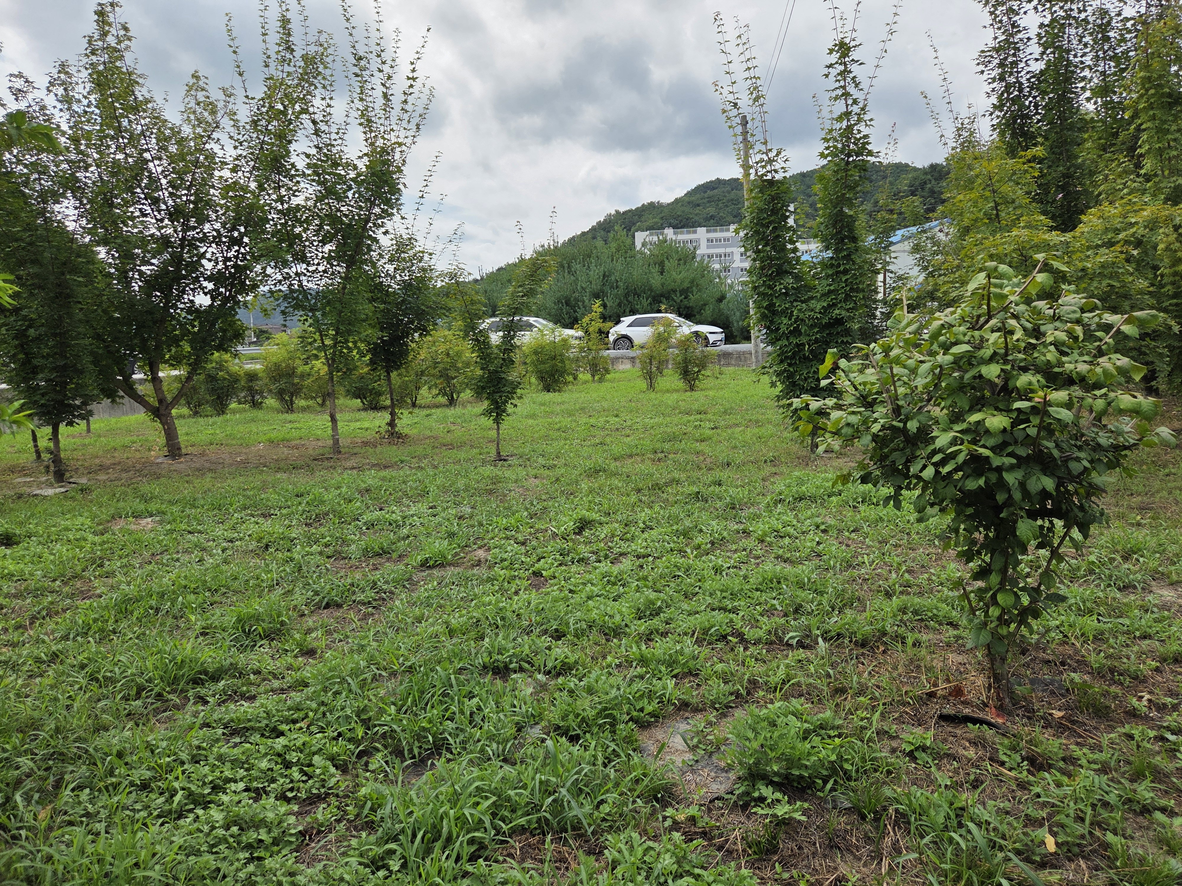 [경북] 리무진버스 - 이동기와 함께하는 한국판 산티아고 동서 트레일 48코스 당일