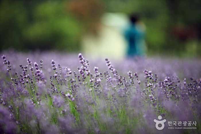 [강원] 곧 만나게 될 보랏빛 세상  고성 라벤더의 물결 /속초 외옹치 둘레길과 속초시장 당일