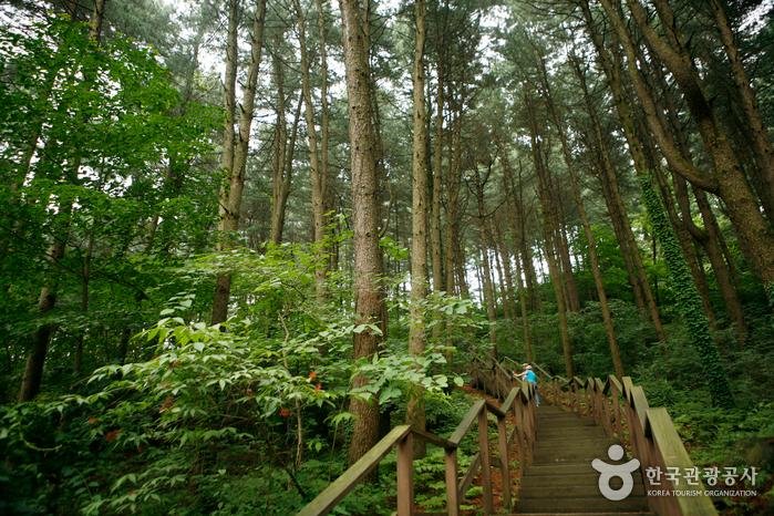 [산림청선정-명품숲길 50선-3코스] 가평 잣향기 피톤치트길과 남양주 정약용 유적지 당일